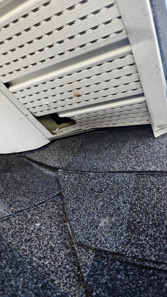 soffit squirrel entry point